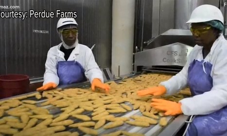 Perdue workers walk off job after they say company failed to sterilize chicken plant during pandemic – Raw Story | The Cult of Belial | Scoop.it