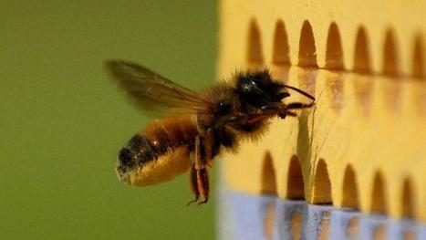 Les agriculteurs peuvent louer des abeilles pour polliniser les vergers | Variétés entomologiques | Scoop.it