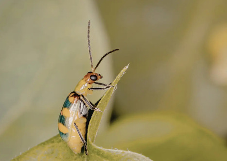 Balade guid&eacute;e : A la rencontre des insectes - Boutique - Office de tourisme du Fronsadais | Vari&eacute;t&eacute;s entomologiques | Scoop.it