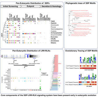 Pan-eukaryotic distribution and deep homology of plant small secreted peptides and their receptors | iSci | RMH | Scoop.it