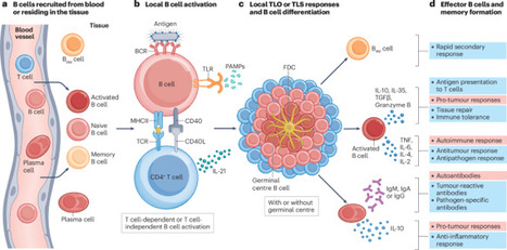 B cells in non-lymphoid tissues | Nature Reviews Immunology | Immunology | Scoop.it