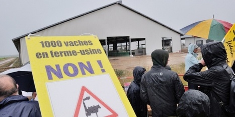 Avec la ferme des 1.000 vaches, la France suit le mod&egrave;le allemand | Paysage - Agriculture | Scoop.it