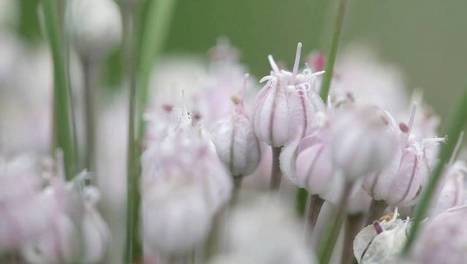 Semences : les gardiens de la biodiversité | ARTE | Les Colocs du jardin | Scoop.it