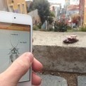 Jouet de Noël : télécommandez un cafard vivant avec votre smartphone | Geeks | Scoop.it