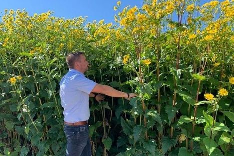 Réchauffement climatique : la silphie, plante miracle contre la sécheresse et les pesticides, en test dans les Vosges | Actualités de l'élevage | Scoop.it