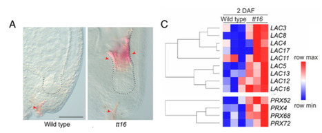 A change in the cell wall status initiates the elimination of the nucellus in Arabidopsis (IJPB, SPS) | Plant Sciences | Scoop.it