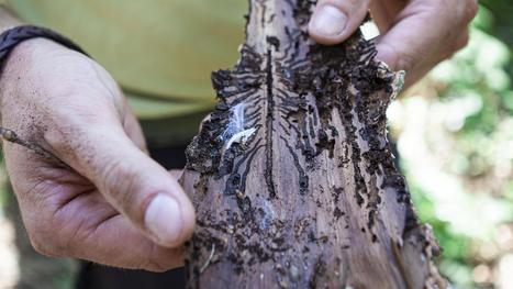 Saison après saison, le scolyte grappille du terrain et cause d'importants dégâts dans les forêts françaises | EntomoNews | Scoop.it