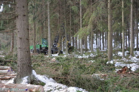 Roudaton talvi voi käydä metsänomistajalle kalliiksi – Metsänhoitoyhdistys: "Tässä koetellaan koko ketjun kukkaroa" | Yle Uutiset | yle.fi | 1Uutiset - Lukemisen tähden | Scoop.it