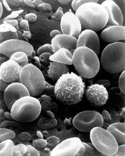 Production of  Platelets and Their Progenitors From Umbilical Cord Blood | iBB | Scoop.it
