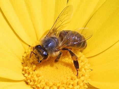 Blowing in the wind: How hidden flower features are crucial for bees | Science News | Scoop.it