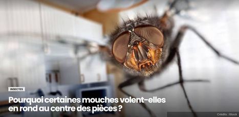 Pourquoi certaines mouches volent-elles en rond au centre des pièces ? | EntomoScience | Scoop.it