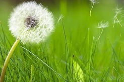Le printemps : synonyme d'allergies ? | La Cabane aux Arômes | Scoop.it