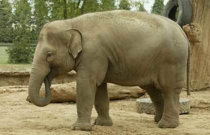 Animal Listing | 1Uutiset - Lukemisen tähden | Scoop.it