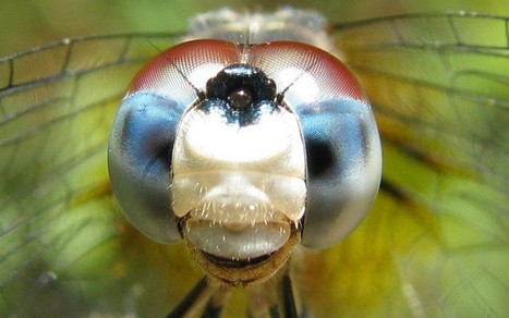 Des « neurones de l’attention » étudiés chez l’insecte | EntomoScience | Scoop.it