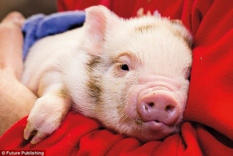 Move over Lassie: Tests reveal pigs can outsmart dogs and chimpanzees:  also have empathy | Empathy and Animals | Scoop.it