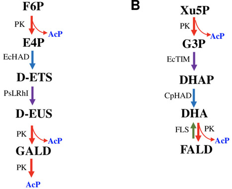 Construction of an artificial phosphoketolase pathway that efficiently catabolizes multiple carbon sources to acetyl-CoA | PLOS | RMH | Scoop.it