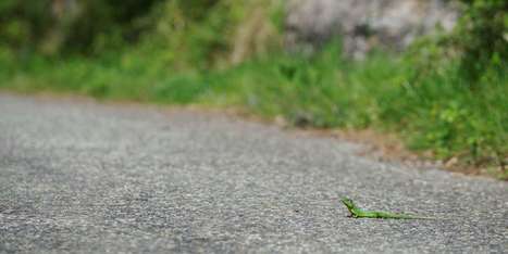 Pourquoi les routes sont de véritables pièges à reptiles | Biodiversité | Scoop.it