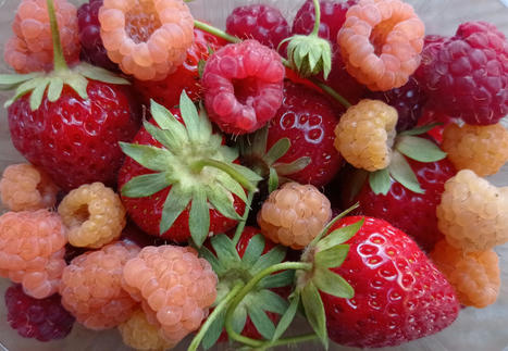 Une forêt-jardin de fruits rouges en pleine ville - FNH | ESPACES VEGETALISES URBAINS | Scoop.it