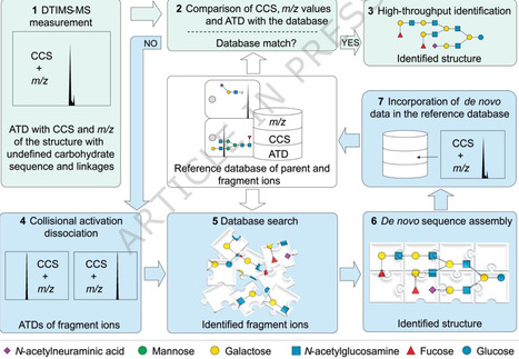 De novo sequencing of glycans by ion mobility-mass spectrometry using a self-expanding database | Ncm | RMH | Scoop.it