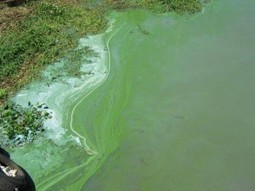 Floración anormal de algas se están desarrollando en ambos márgenes del Río Uruguay | Canal Azul 24 | MOVUS | Scoop.it
