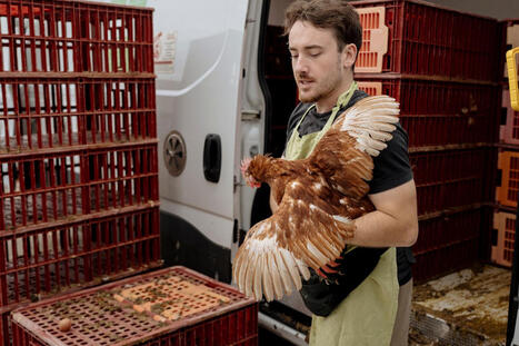 Avec des participants au dispositif &laquo;&nbsp;Adopte une poule&nbsp;&raquo;&nbsp;: &laquo;&nbsp;Pour moi c&rsquo;est le geste qui compte, leur &eacute;viter l&rsquo;abattoir&nbsp;&raquo; | Revue de presse du Centre de doc | Scoop.it