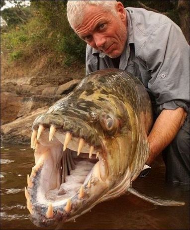 Actualité | Il voit jeter à la Loire un cadavre, qui se révèle un poisson de 2,20 m - Le Journal de Saône et Loire | Essentiels et SuperFlus | Scoop.it