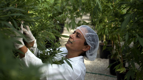 New Hampshire legalizes medical marijuana | Beckley News : Cannabis - Marijuana | Scoop.it