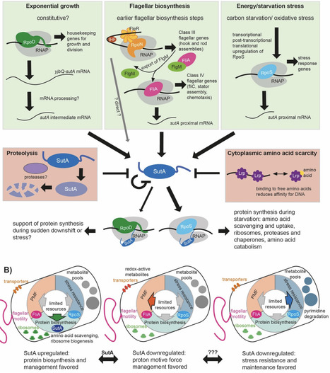 The transcriptional regulator SutA is part of a nutrient scavenging network expressed at the entry to stationary phase in Pseudomonas aeruginosa | brvm | RMH | Scoop.it