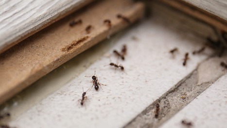 Atlanta named 4th buggiest city in the US, study finds | Industry 411 - Waste Management | Scoop.it