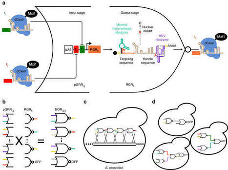 Digital logic circuits in yeast with CRISPR-dCas9 NOR gates - Nature | Genetic Engineering Publications - GEG Tech top picks | Scoop.it