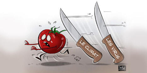 MAROC : Production de tomates : pénurie en perspective ? La filière tempère | CIHEAM Press Review | Scoop.it