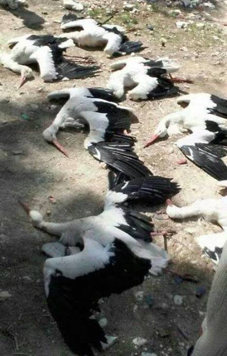 Liban : Nouveau massacre de cigognes, malgré les appels à leur protection !! | Les oiseaux au gré du vent | Scoop.it