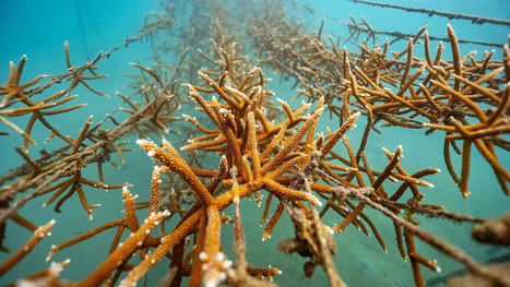 COLOMBIA: Leading the way in coral IVF restoration | AMÉRIQUES | Scoop.it
