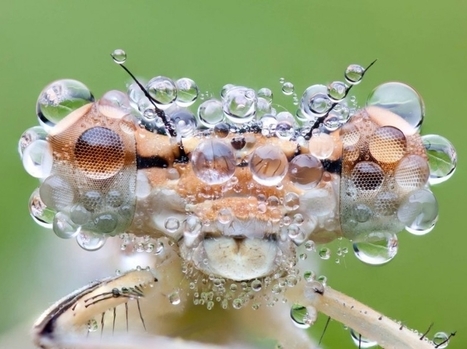 [Photos] Insectes et gouttes d'eau en version macro | Biodiversité - @ZEHUB on Twitter | Scoop.it