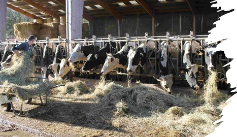 Des vaches laitières pas si gourmandes que ça… | Lait de Normandie... et d'ailleurs | Scoop.it