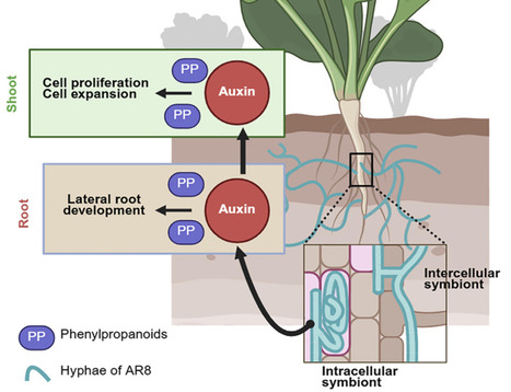 Endophytic mycobiont provides growth benefits via a phenylpropanoid-auxin axis in host plants | CRep | RMH | Scoop.it