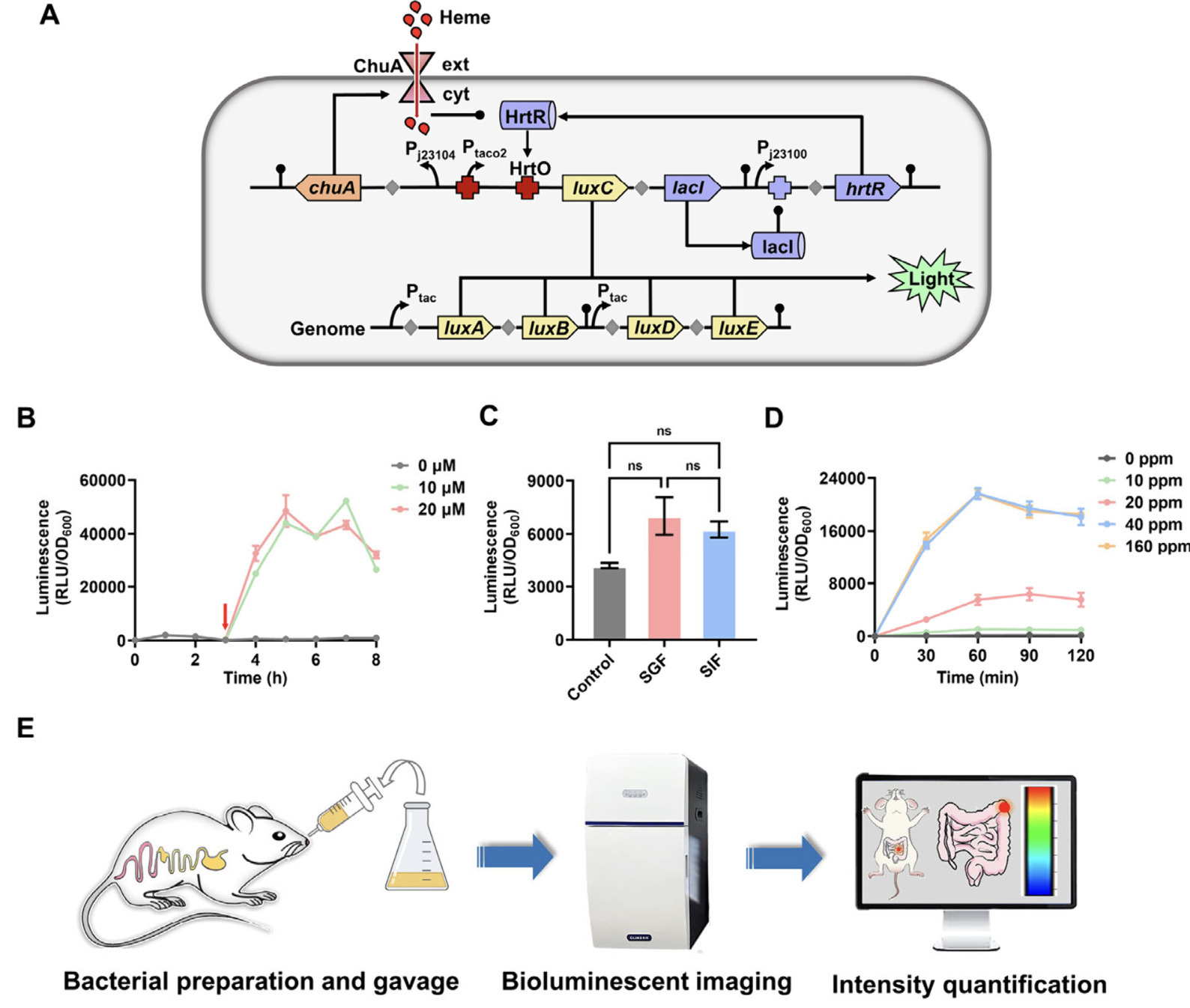 Engineered Bacteria for Visualization and Local...