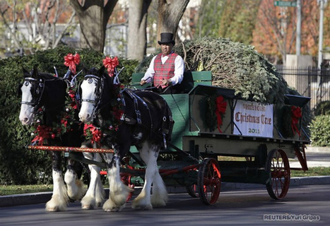 White House Christmas Tree Arrives on a Horse-Drawn Carriage | Cheval et Nature | Scoop.it