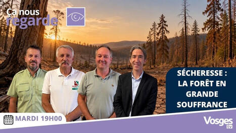 S&eacute;cheresse : la for&ecirc;t en grande souffrance | Vosges T&eacute;l&eacute;vision | La SELECTION du Web | CAUE des Vosges - www.caue88.com | Scoop.it