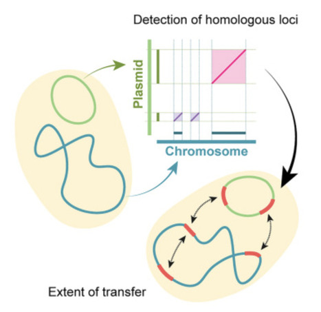 The extent and characteristics of DNA transfer between plasmids and chromosomes | CurB | RMH | Scoop.it