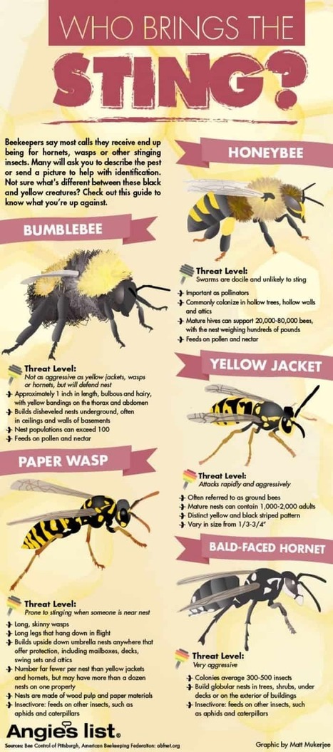 Bees vs. Wasps: Who Brings The Sting? [Infographic] | Daily Infographic | Things and Stuff | Scoop.it
