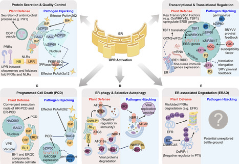 Unfolding Plant Defence: Endoplasmic Reticulum Stress Signalling at the Plant-Pathogen Interface | pbj | RMH | Scoop.it