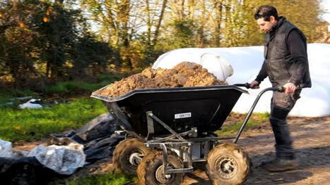 Du sorgho grain en plus du ma&iuml;s pour l'engraissement des bovins | SCIENCES DE L' ANIMAL | Scoop.it