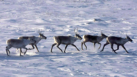 Quebec wants Ottawa to stay in its lane after ultimatum on protecting caribou | CTV News | Ils parlent de nous ! | Scoop.it