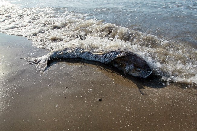 Гибнущее море. Морские обитатели Персидского залива. Мертвые морские животные. Морские обитатели мексиканского залива.
