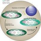 MitoTALENs for mtDNA editing - ScienceDirect | TAL effector science | Scoop.it