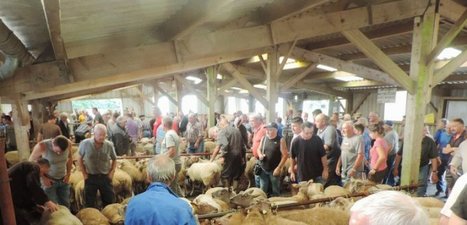 Sourdeval. Le marché aux bestiaux rouvrira à partir du 12 mai, sous conditions | Actualité Bétail | Scoop.it