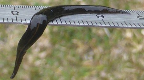 Apr&egrave;s les &icirc;les du Pacifique, le ver plat de Nouvelle-Guin&eacute;e va-t-il envahir la Cara&iuml;be ? | Biodiversit&eacute; | Scoop.it