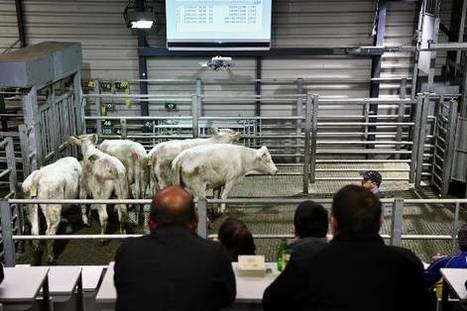 Les marchés aux bestiaux de Sancoins et Châteaumeillant ont travaillé pendant le confinement | Actualité Bétail | Scoop.it