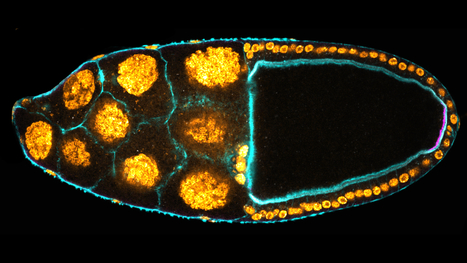 Keep in touch : des cellules somatiques de la drosophile gardent le contact avec la lignée germinale pour assurer le bon développement du futur embryon | Life Sciences Université Paris-Saclay | Scoop.it